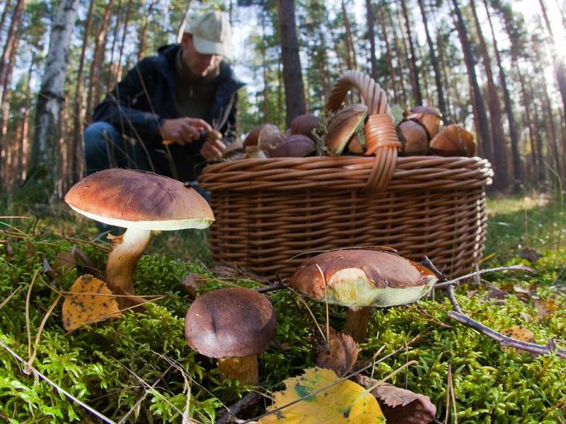 поиск грибных мест